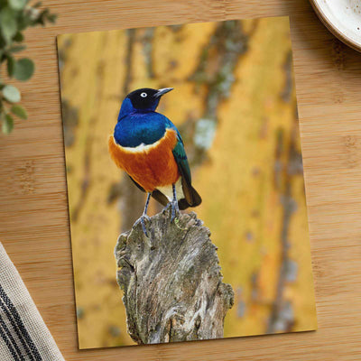 Starling Resting on Piece of Wood in Kenya Photo Wall Print (7 Sizes)