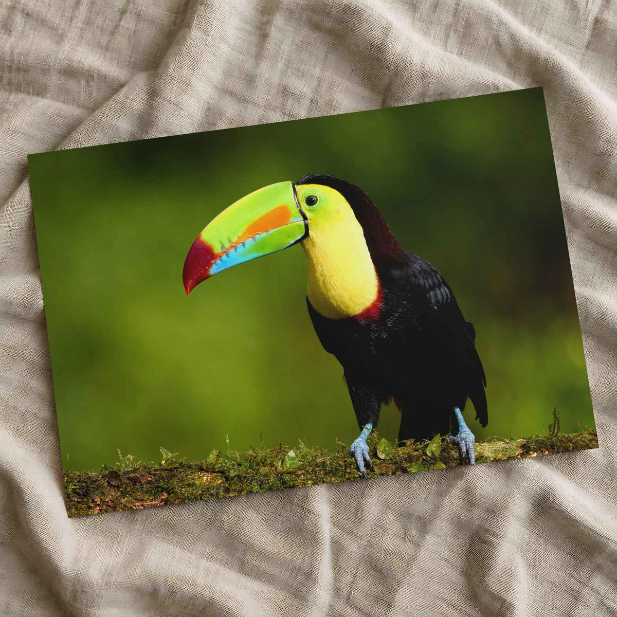 Tropical Toucan on Tree Branch Photo Wall Art (7 Sizes) - Shipped Flat