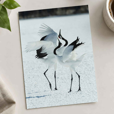 Two Red-Crowned Cranes Dancing on Snow Photographic Art Print (4 Sizes)