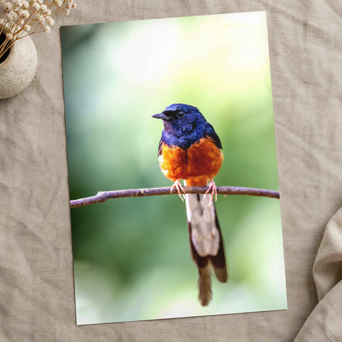 Small Blue and Orange Bird Sitting on Branch Photo Print (7 Sizes) - Frameable