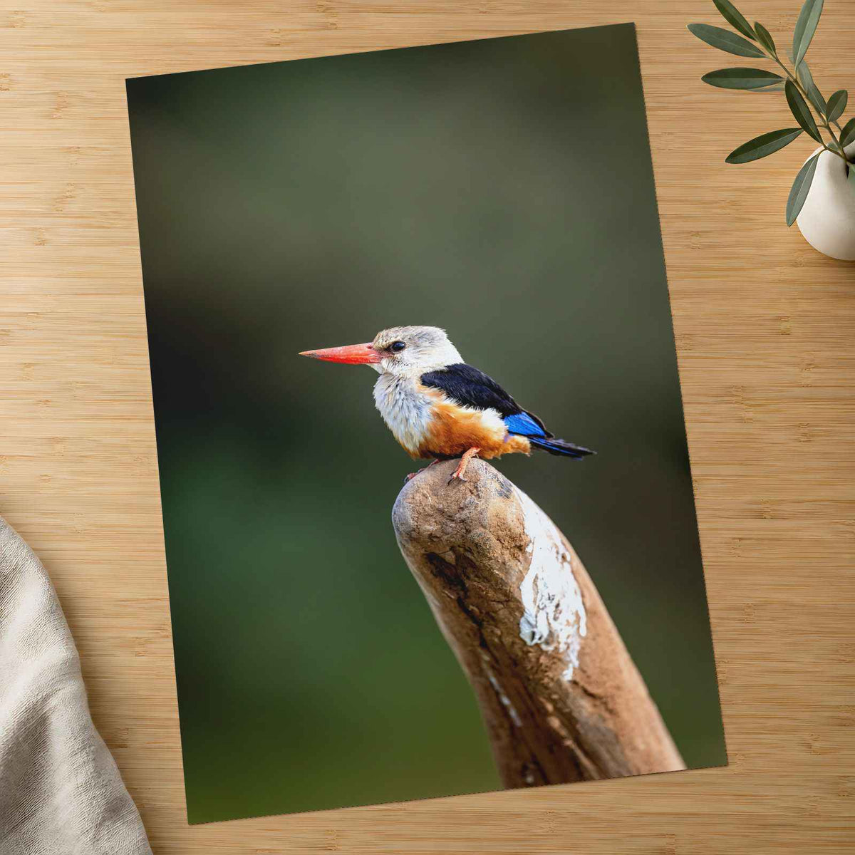 Kingfisher in Kenya Samburu Photo Print (7 Sizes) - High Quality