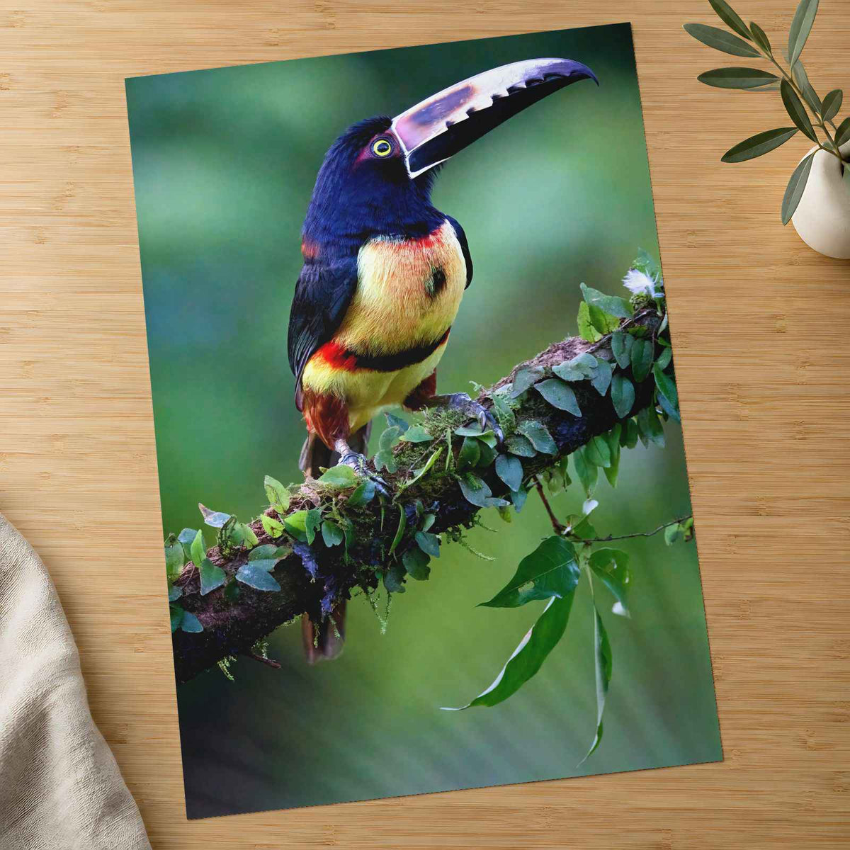 Colorful Dark Toucan Photo Wall Art (7 Sizes) - High Quality