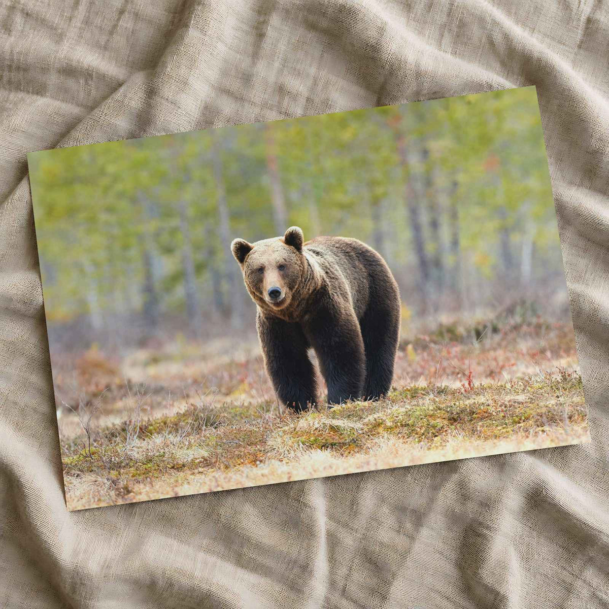 Wild Brown Bear Walking in Taiga Forest Photo Print (7 Sizes) - High Quality