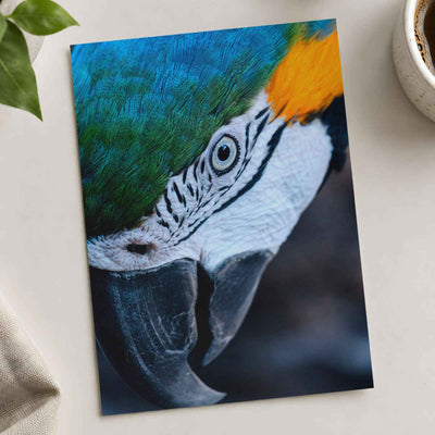 Close Up of Blue and Yellow Parrot's Head Photo Print (7 Sizes) - Frameable