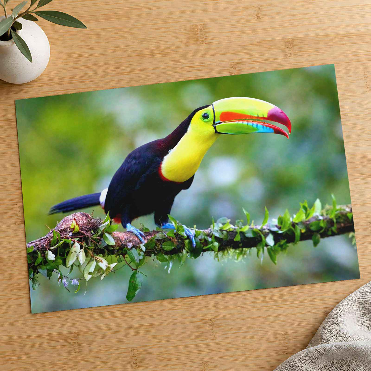 Colorful Toucan Perched on Branch Boca Tapada Photo Print (7 Sizes) - Frameable