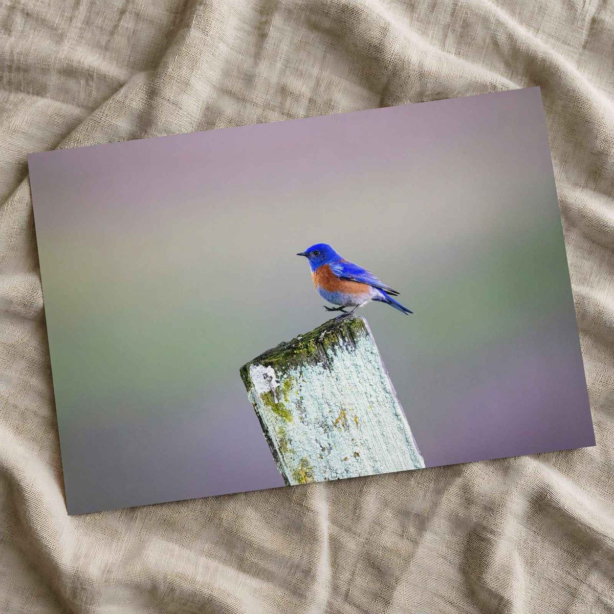 Blue Bird Sitting on Top of Wooden Post Petaluma Photo Print (7 Sizes)