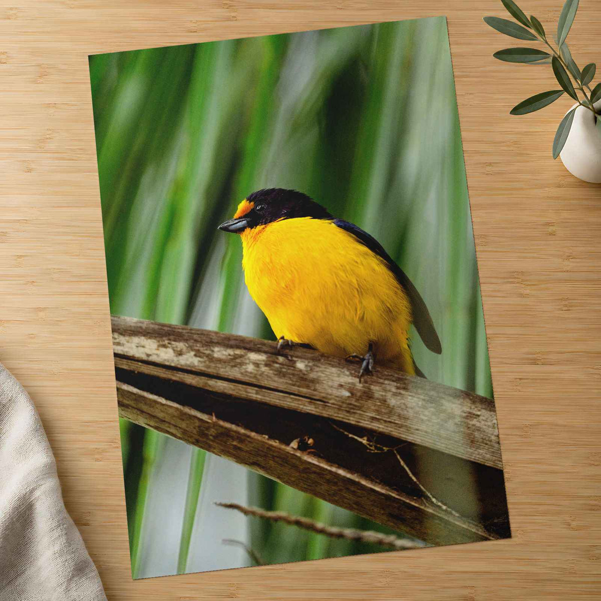 Yellow and Black Bird Sitting on Branch Photo Wall Art (7 Sizes) - High Quality