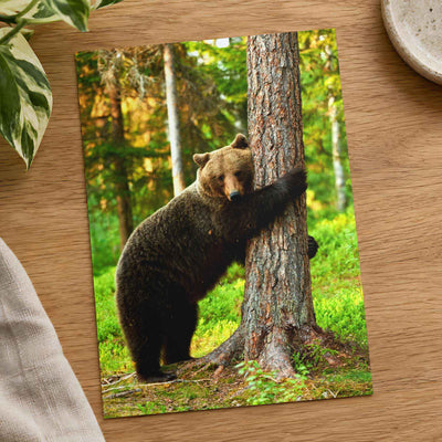 Brown Bear Hugging Tree Forest Photo Wall Print (7 Sizes) - Heavyweight