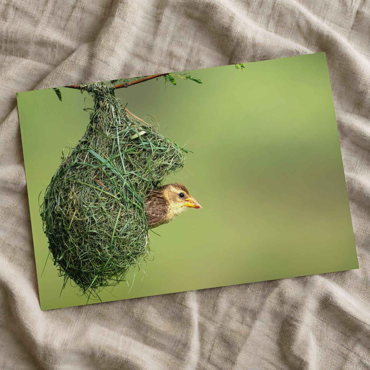 Weaver Bird Hanging from a Nest Photo Wall Art (7 Sizes) - Printed in USA
