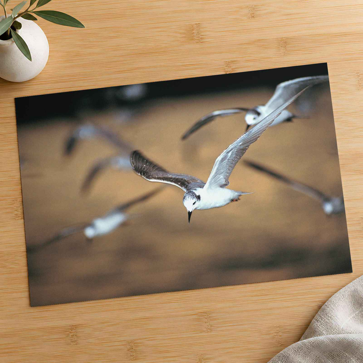 Flock of Seagulls Flying Through the Air Photo Print (7 Sizes) - Premium Quality