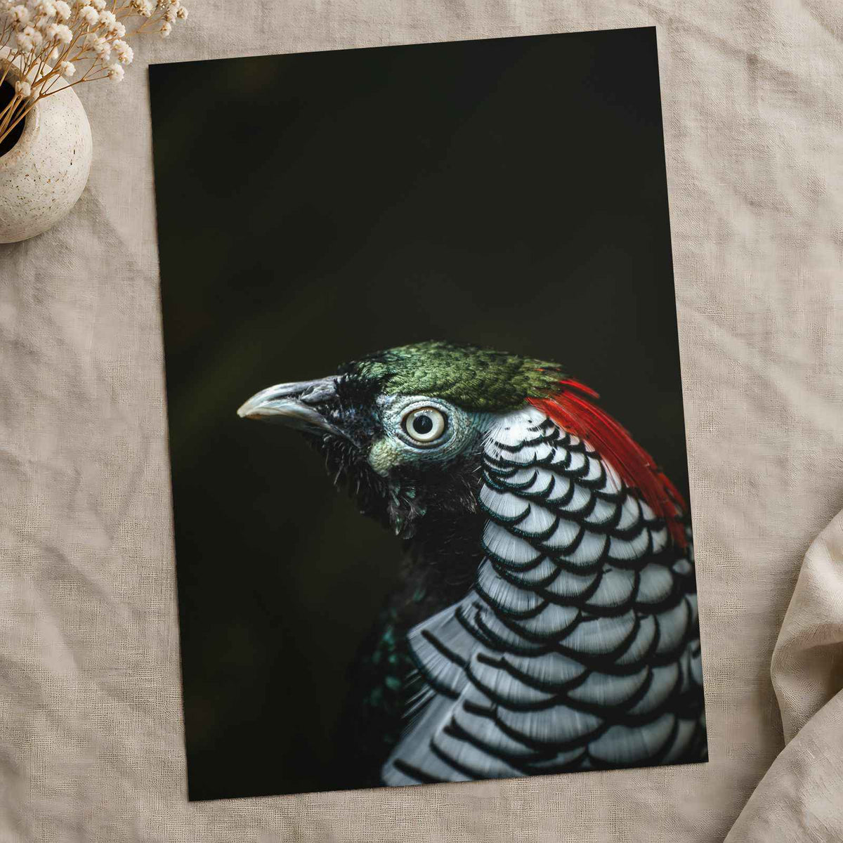 Close Up of Bird with Black Background Photo Print (7 Sizes) - Premium Quality