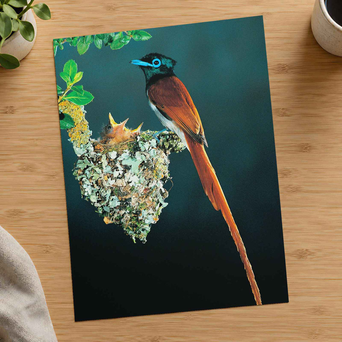Tropical Bird with Long Tail Feathers Photo Wall Art (6 Sizes) - Shipped Flat