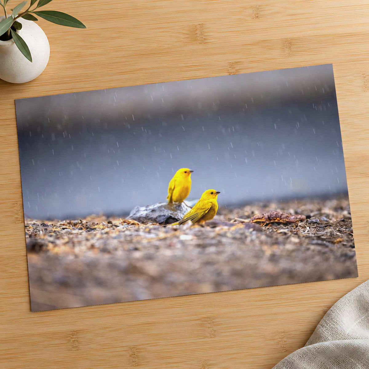 Two Yellow Birds Sitting on Rock in Rain Hawaii Photo Print (7 Sizes)