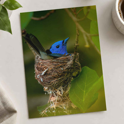 Blue Bird Sitting in Nest on Tree Branch Photography Print (5 Sizes) - Frameable