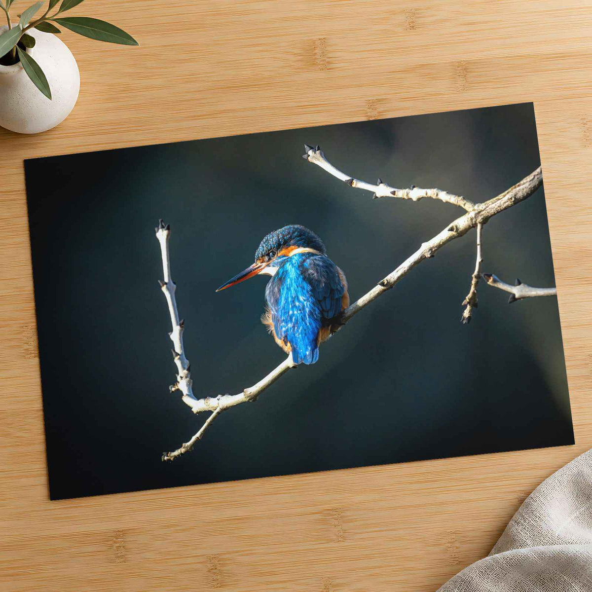 Blue Kingfisher Sitting on Branch of Tree Kendal England Photo Print (7 Sizes)