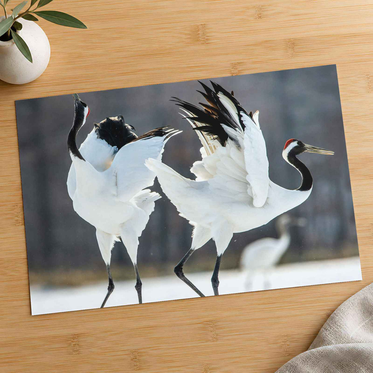 Two Red-Crowned Cranes Dancing Photography Print (7 Sizes) - Satin Luster