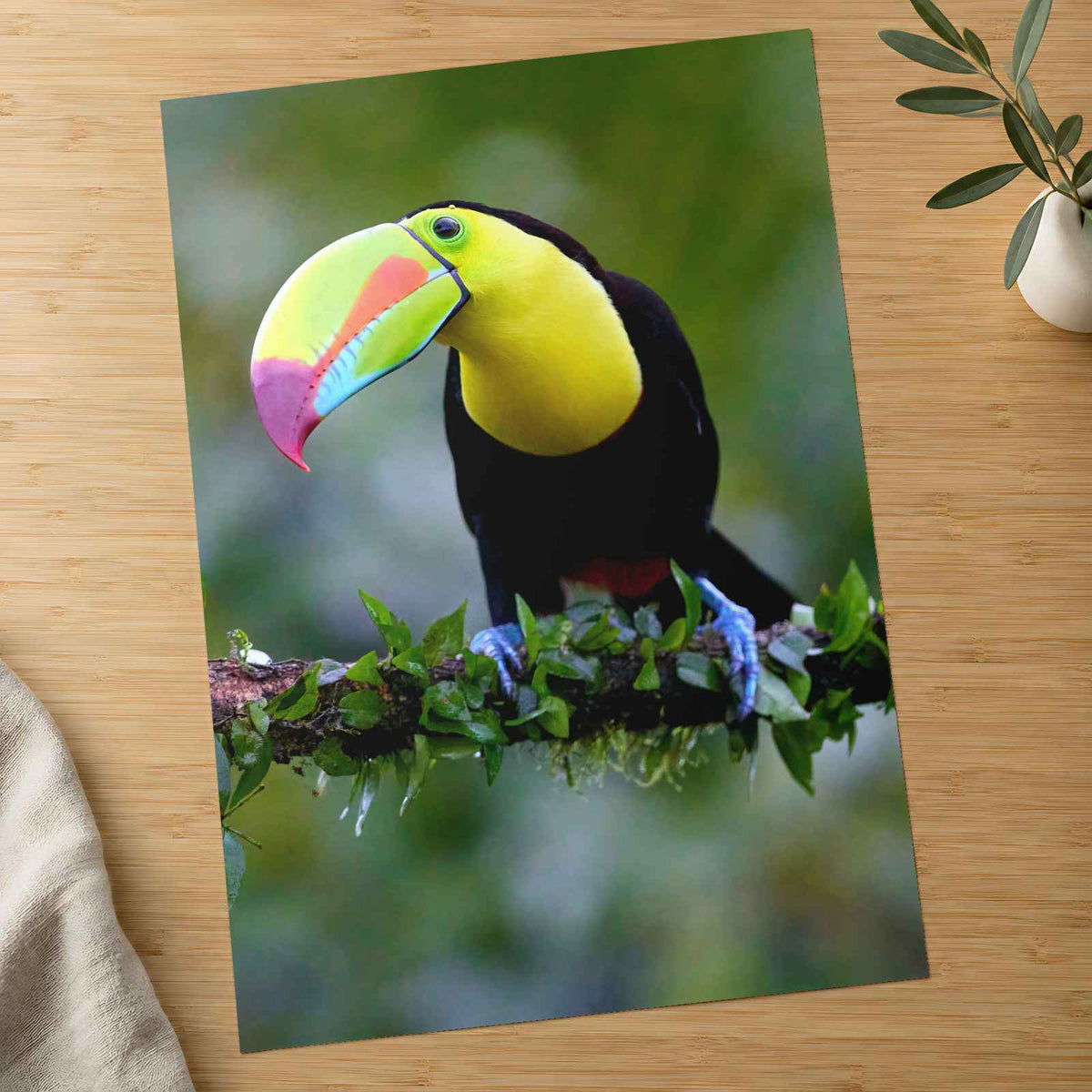 Colorful Toucan Perched on Branch Photography Print (7 Sizes) - Satin Luster