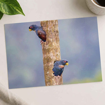Parrots Peeking Out of Tree Photography Print (7 Sizes) - Frameable