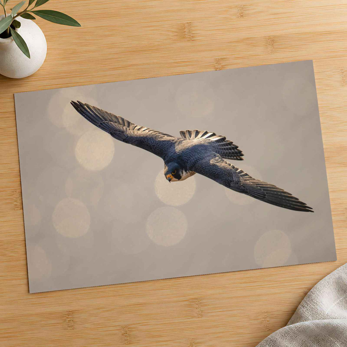 Peregrine Falcon in Flight Photography Print (7 Sizes) - Satin Luster