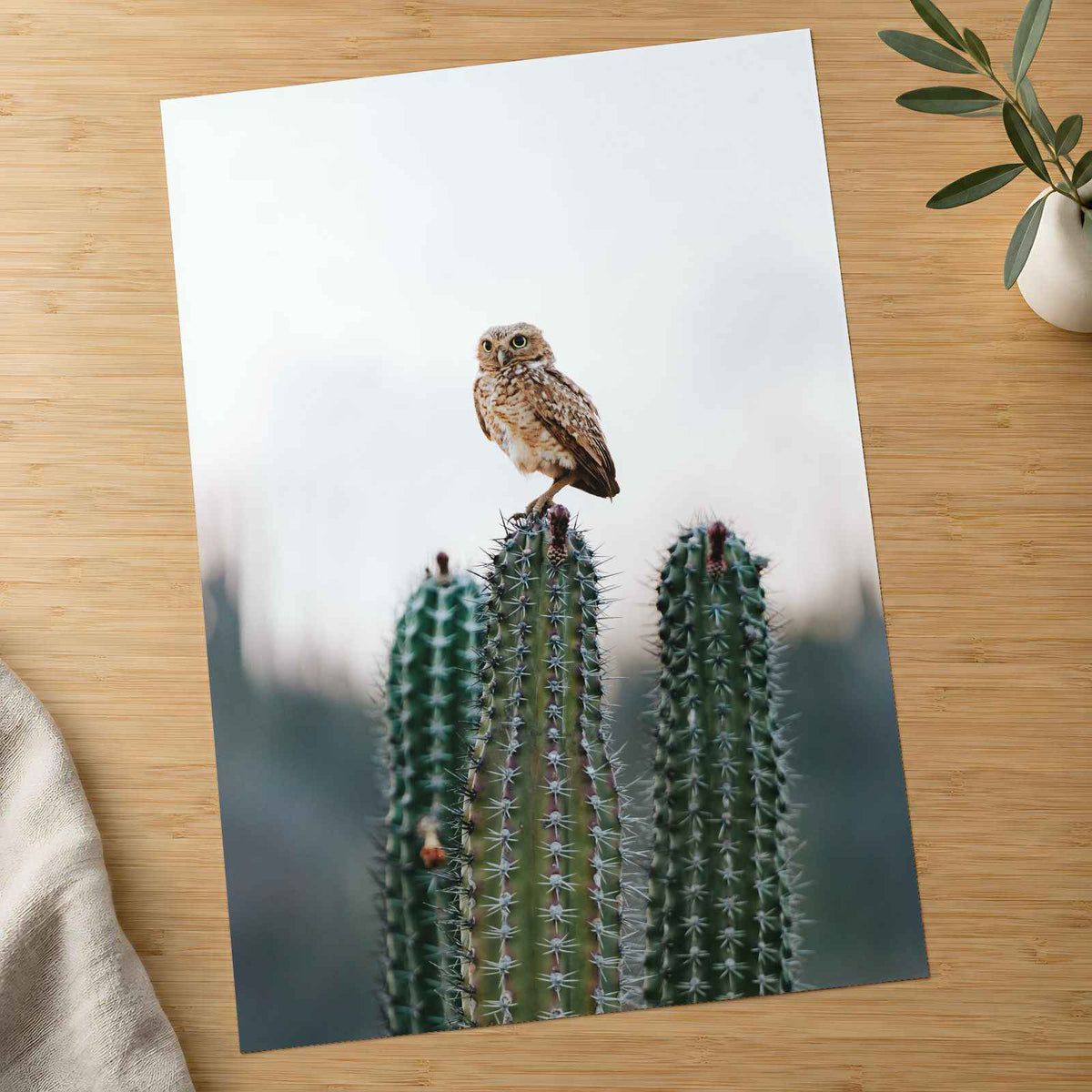 Small Owl Perched Atop a Prickly Cactus Photographic Art Print (7 Sizes)