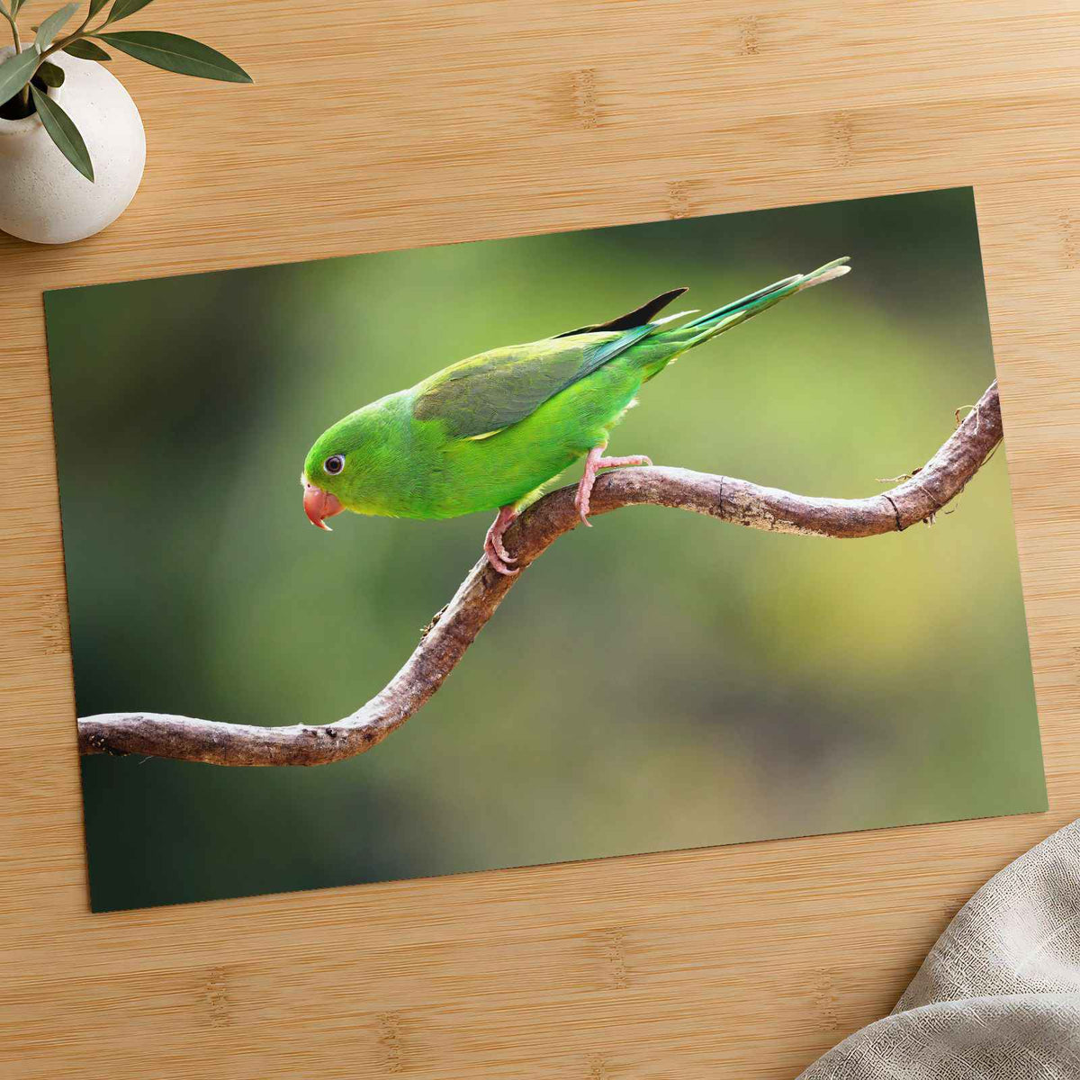 Parakeet Perched on Branch Photographic Art Print (7 Sizes) - Heavyweight