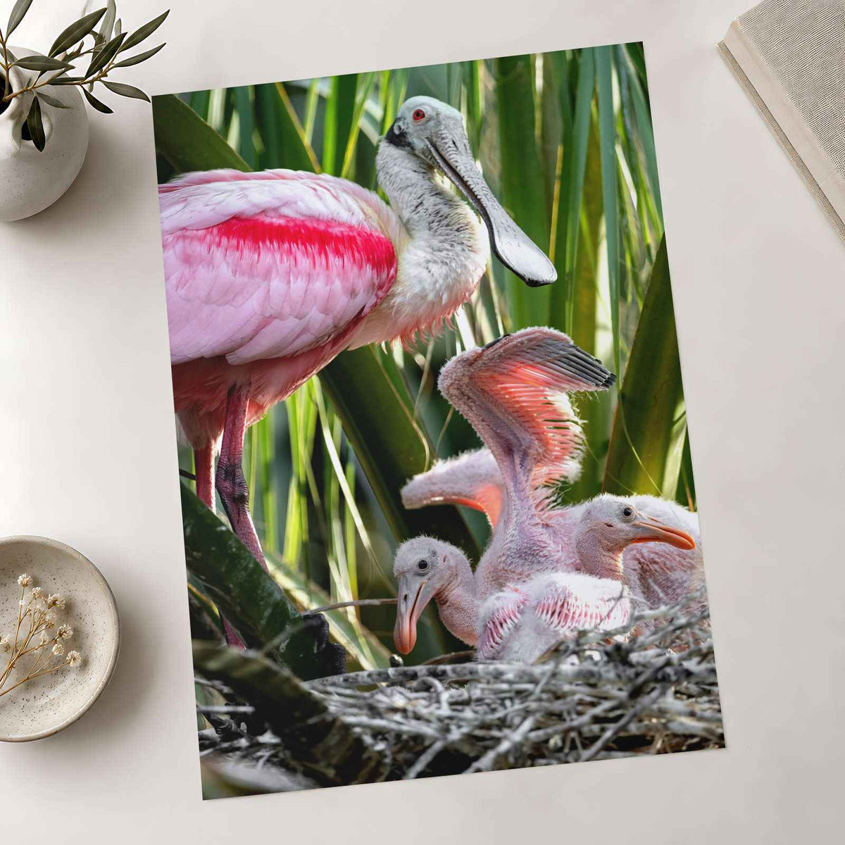 Roseate Spoonbill with Chicks Photo Print (7 Sizes) - Printed in USA