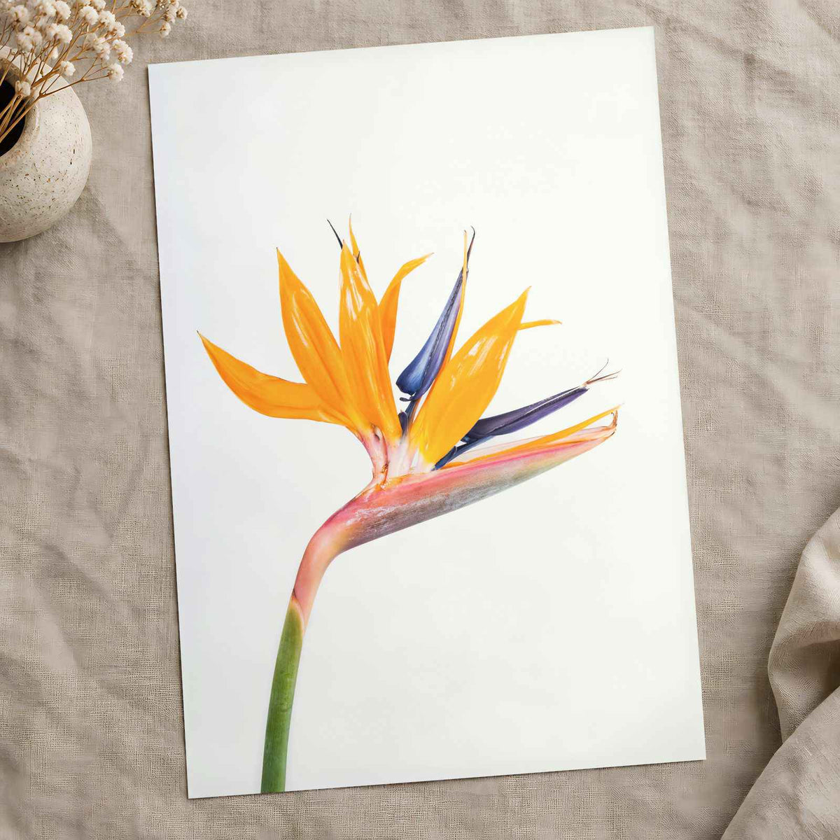 Bird of Paradise Flower Photographic Art Print (7 Sizes) - High Quality