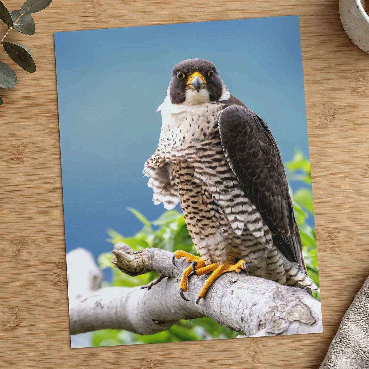 Peregrine Falcon Perched Photo Print (4 Sizes) - Shipped Flat