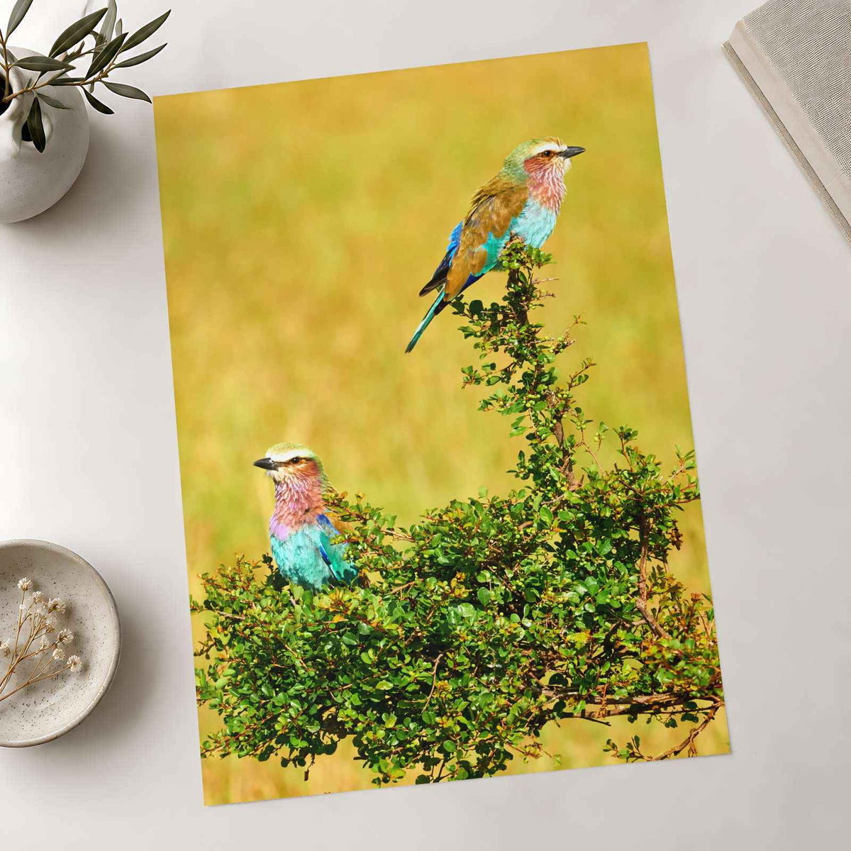 Lilac Breasted Roller Birds Perched Photography Print (7 Sizes) - Crisp Detail