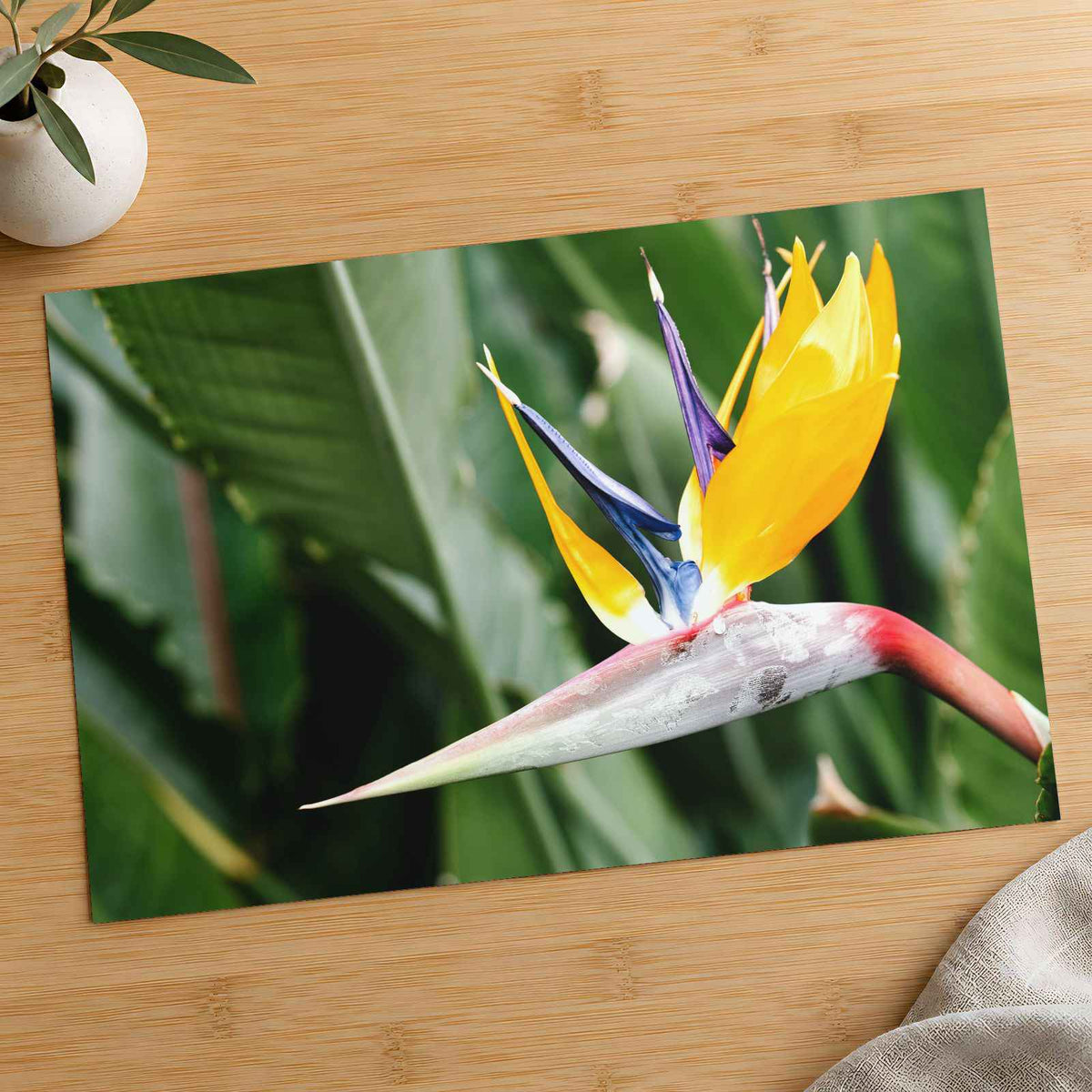 Colorful Bird of Paradise Flower in Garden Photo Wall Print (7 Sizes)