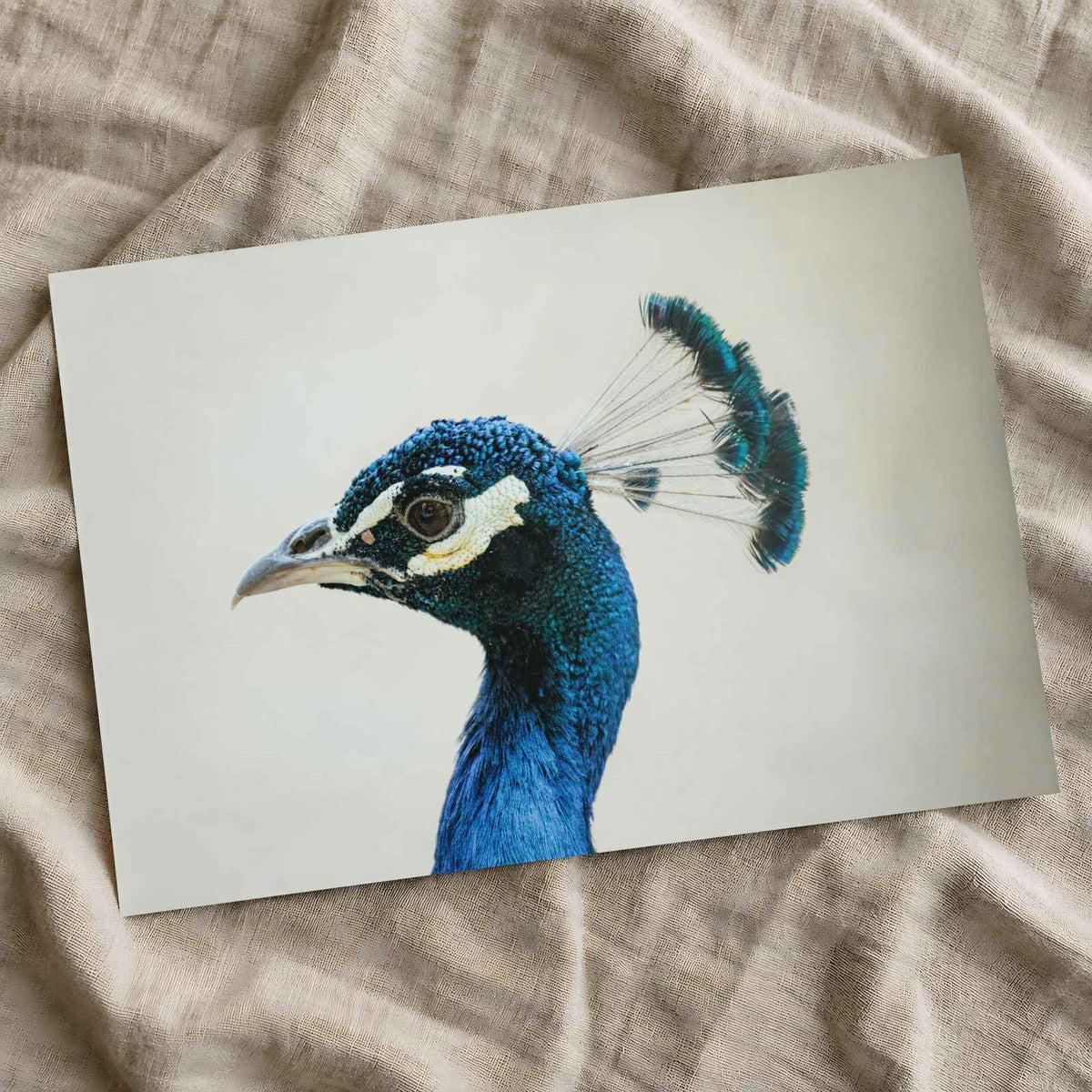 Peacock Side Portrait Photographic Art Print (7 Sizes) - High Quality