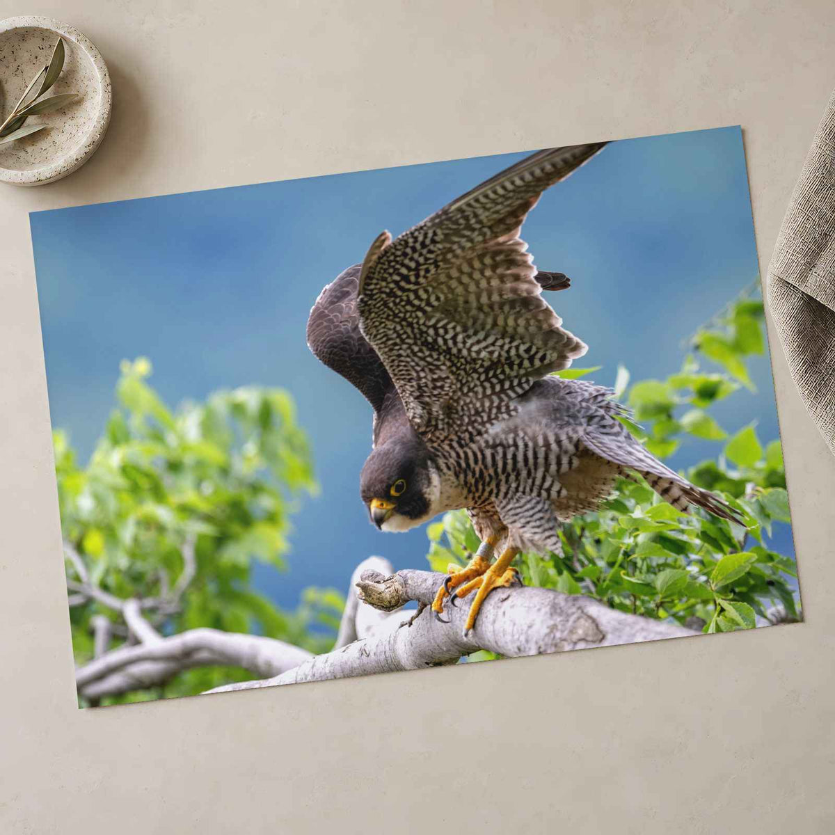 Peregrine Falcon Ready for Take Off Photo Wall Print (7 Sizes) - Printed in USA