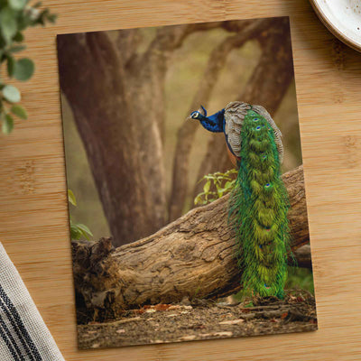 Elegant Peacock in Woods Photo Wall Print (7 Sizes) - Crisp Detail