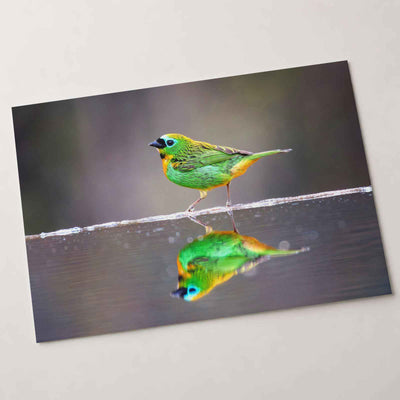 Green Bird with Orange Accents Reflected Photo Wall Print (7 Sizes) - Frameable