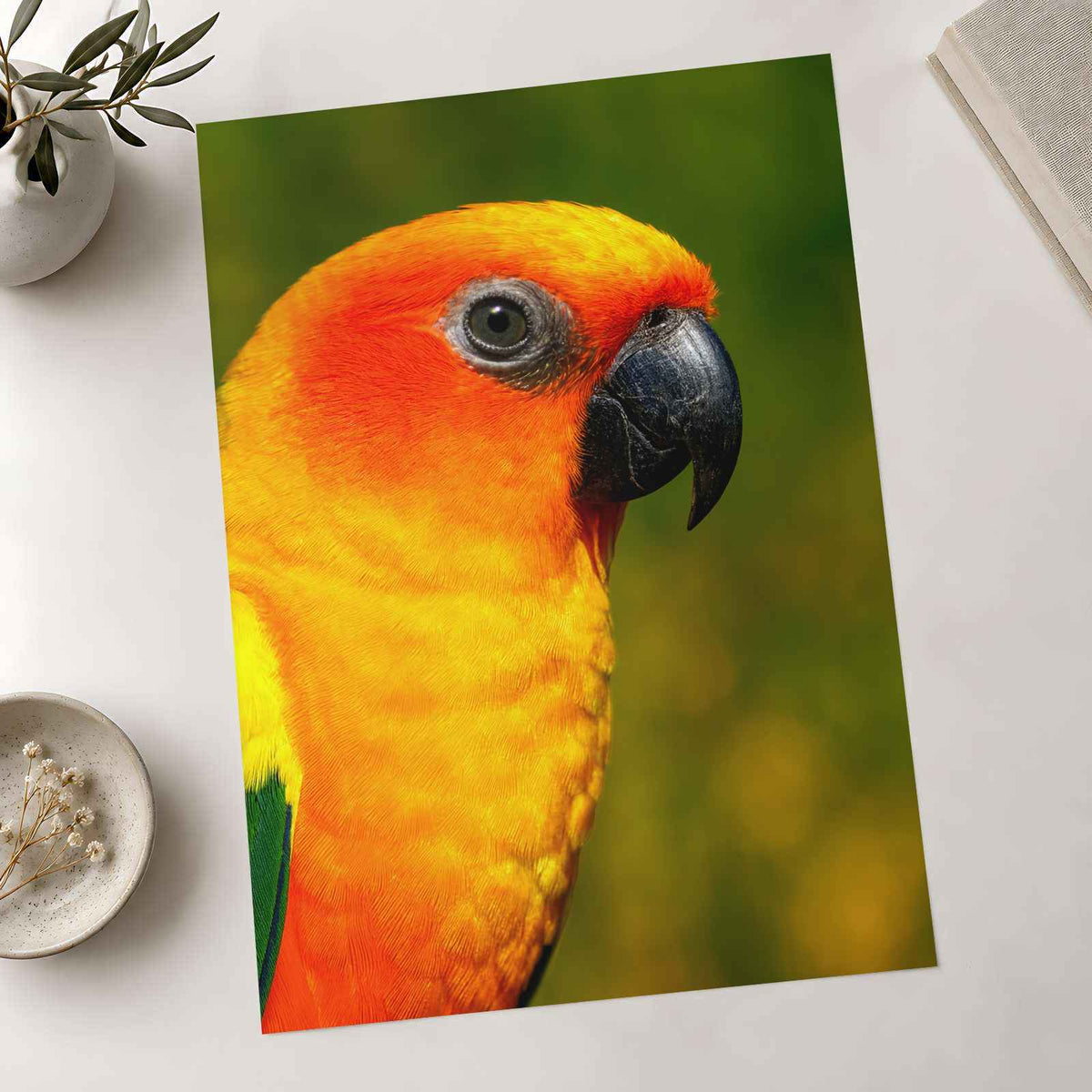 Close-Up of Colorful Sun Conure Parrot Photo Print (7 Sizes) - Crisp Detail