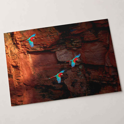 Three Macaws Fly Near a Rocky Cliff Face Photo Wall Print (7 Sizes) - Frameable