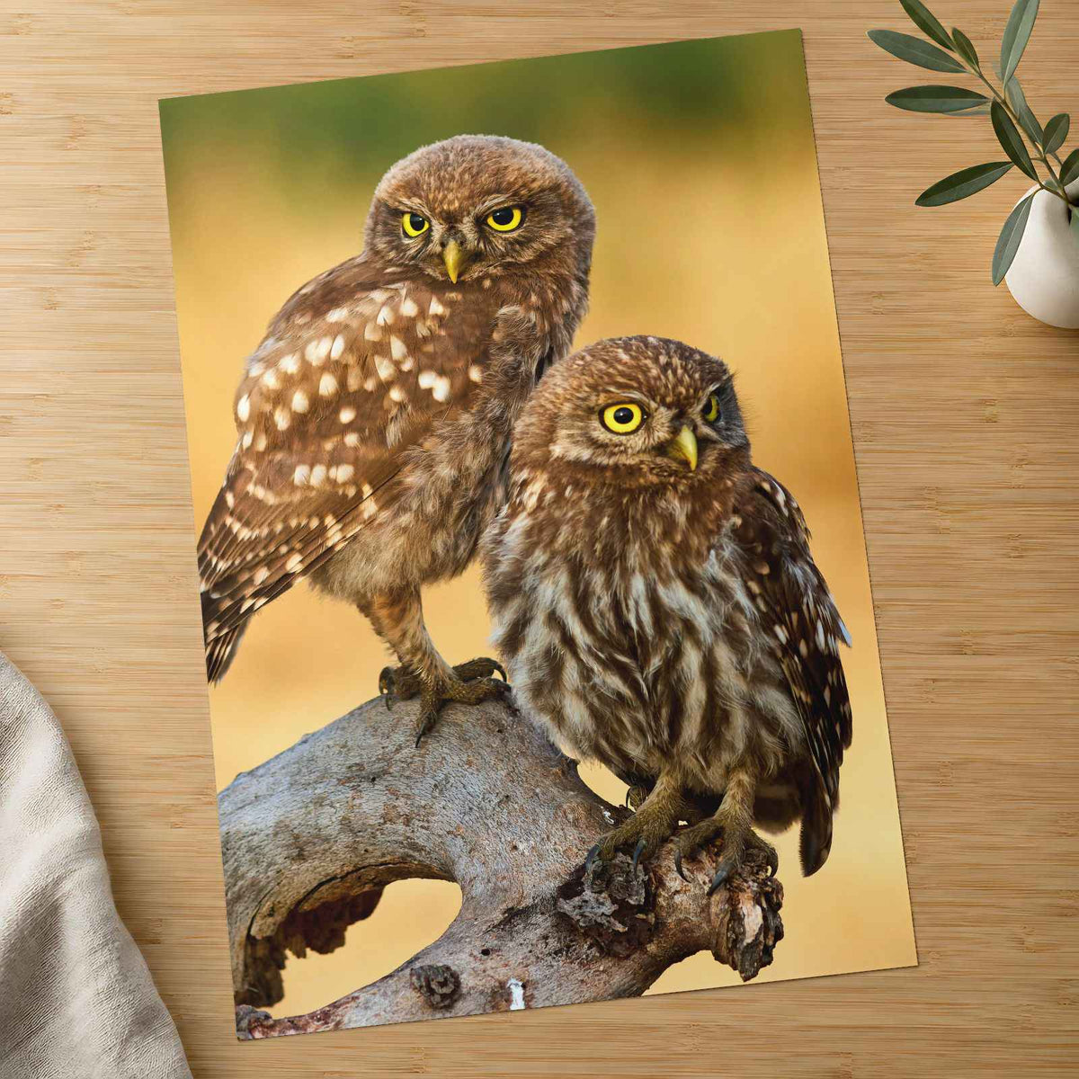 Two Owls are Perched on Tree Branch Hortobágy Photography Print (7 Sizes)