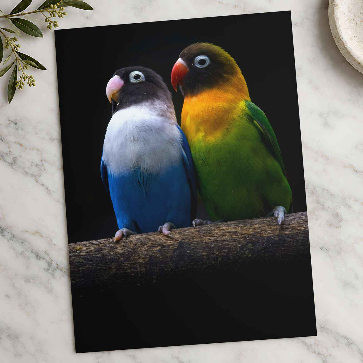 Two Parakeet Birds Sitting on Tree Branch Photo Wall Print (6 Sizes) - Frameable