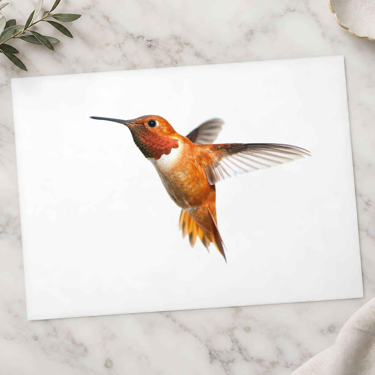 Male Rufous Hummingbird, White Background Photo Print (6 Sizes) - Printed in USA