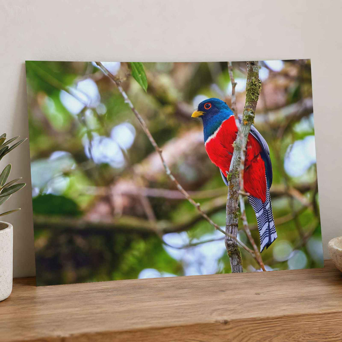 Colorful Bird Perched on Tree Branch Photo Wall Print (6 Sizes) - Printed in USA