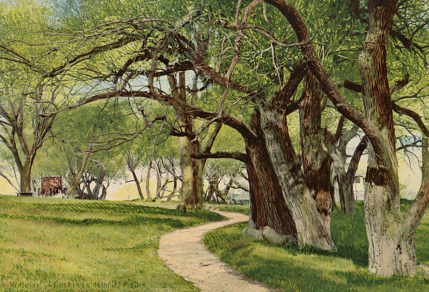 The Willows Cushing's Island Maine in 1908 Vintage Print (7 Sizes) - Restored