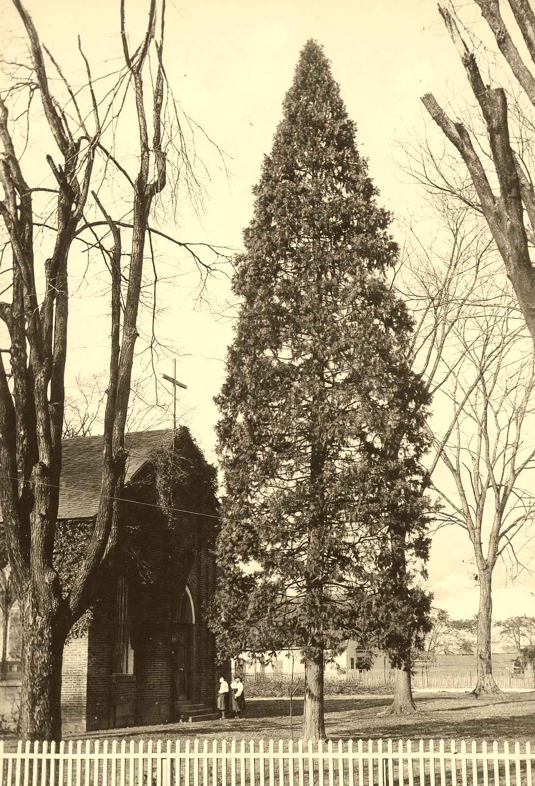 Arbor Vitae at St. Luke's, Salisbury NC 1905 photo print