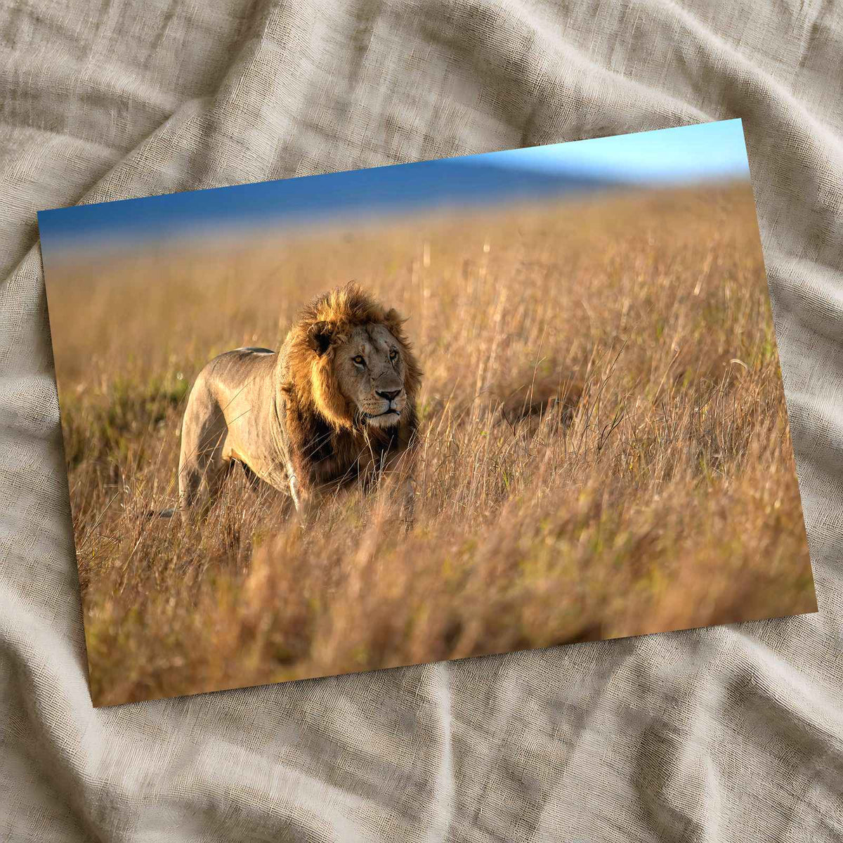 Lion Portrait in Maasai Mara, Kenya Photo Print Wall Decor