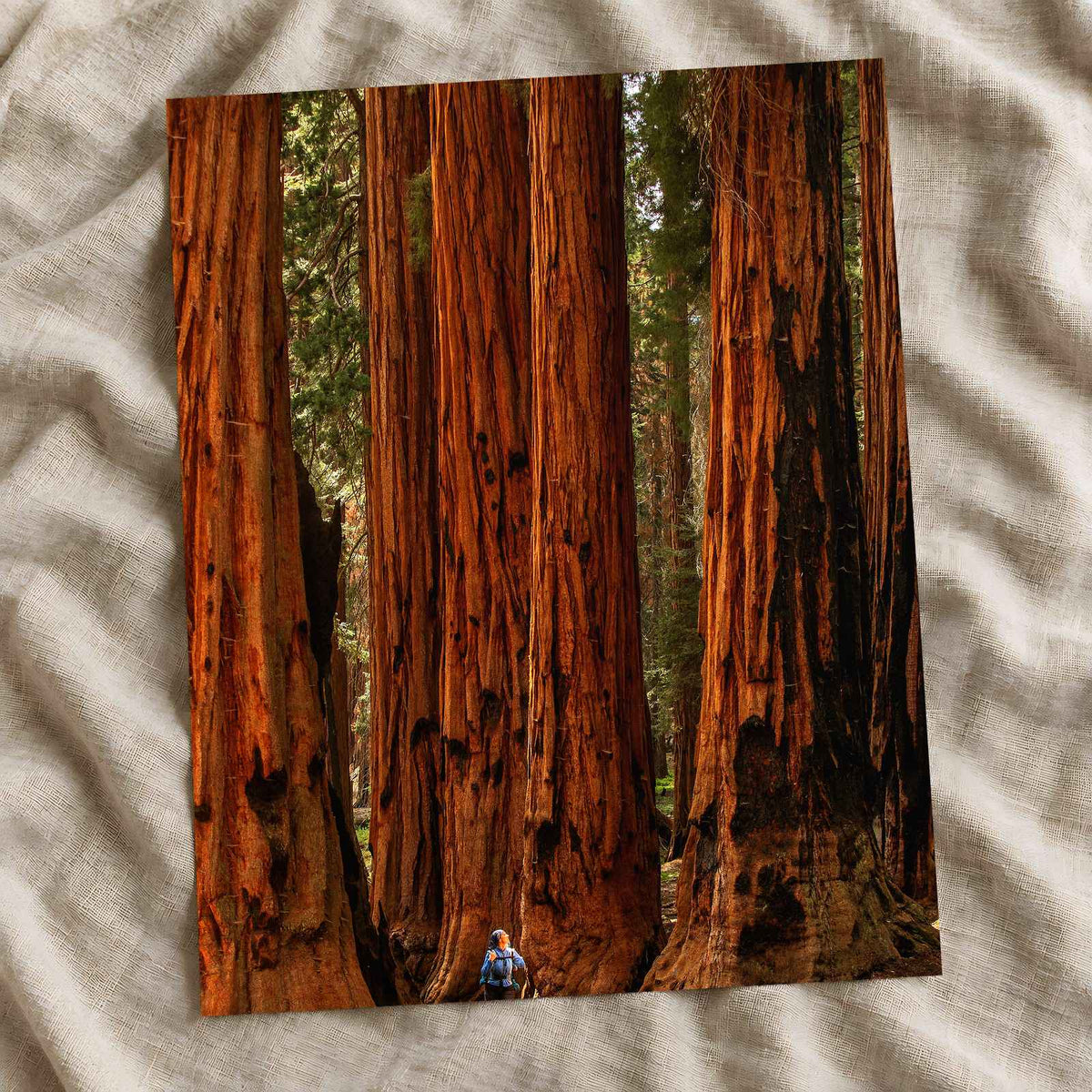 Sequoia National Park in California Photo Print Wall Decor