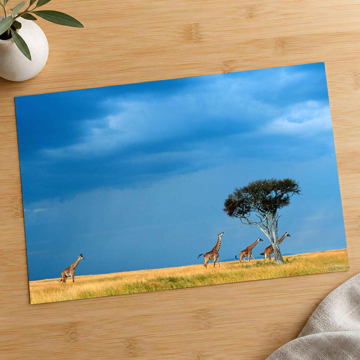 Herd of Giraffe Walking Across Savanna Photo Print Wall Decor