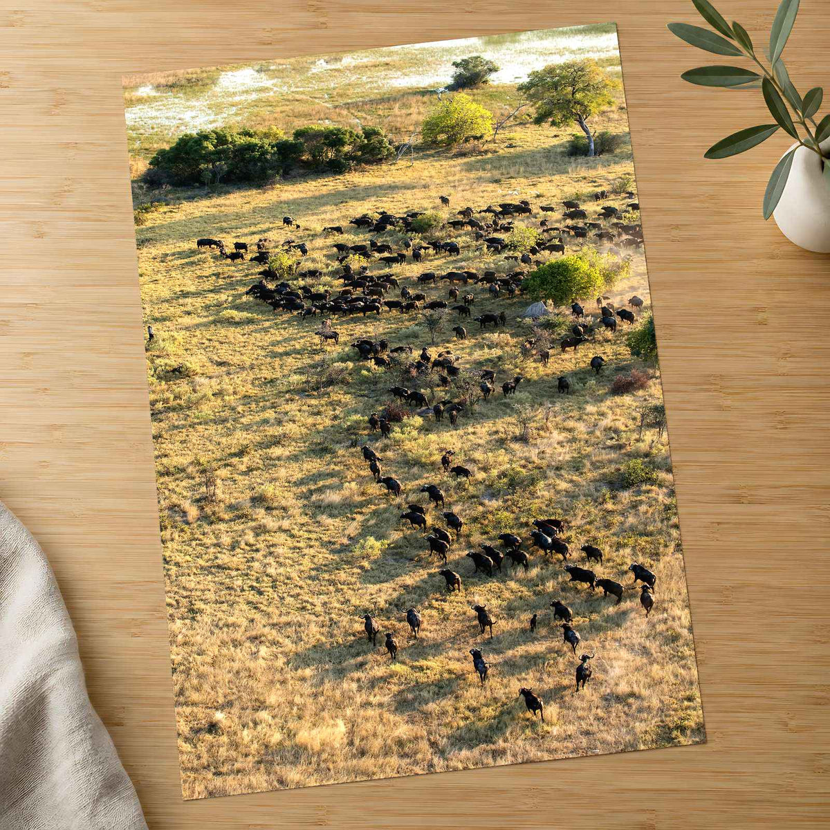 Water Buffalo, Okavango Delta, Botswana Photo Print Wall Decor