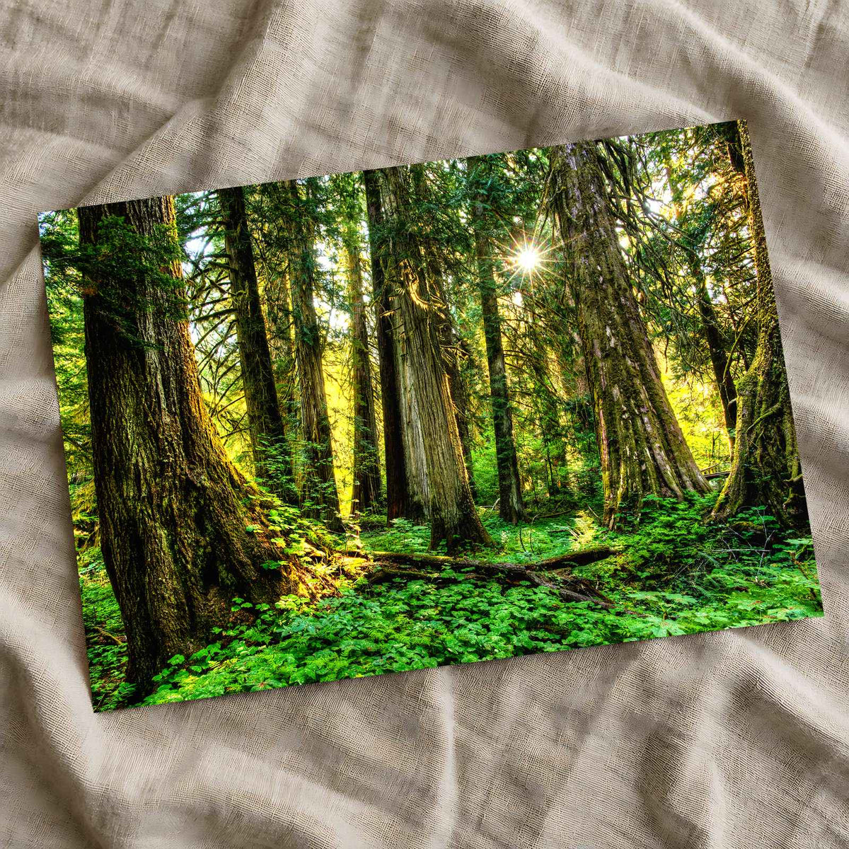 Olympic National Park Trees & Sun Photo Print Wall Decor