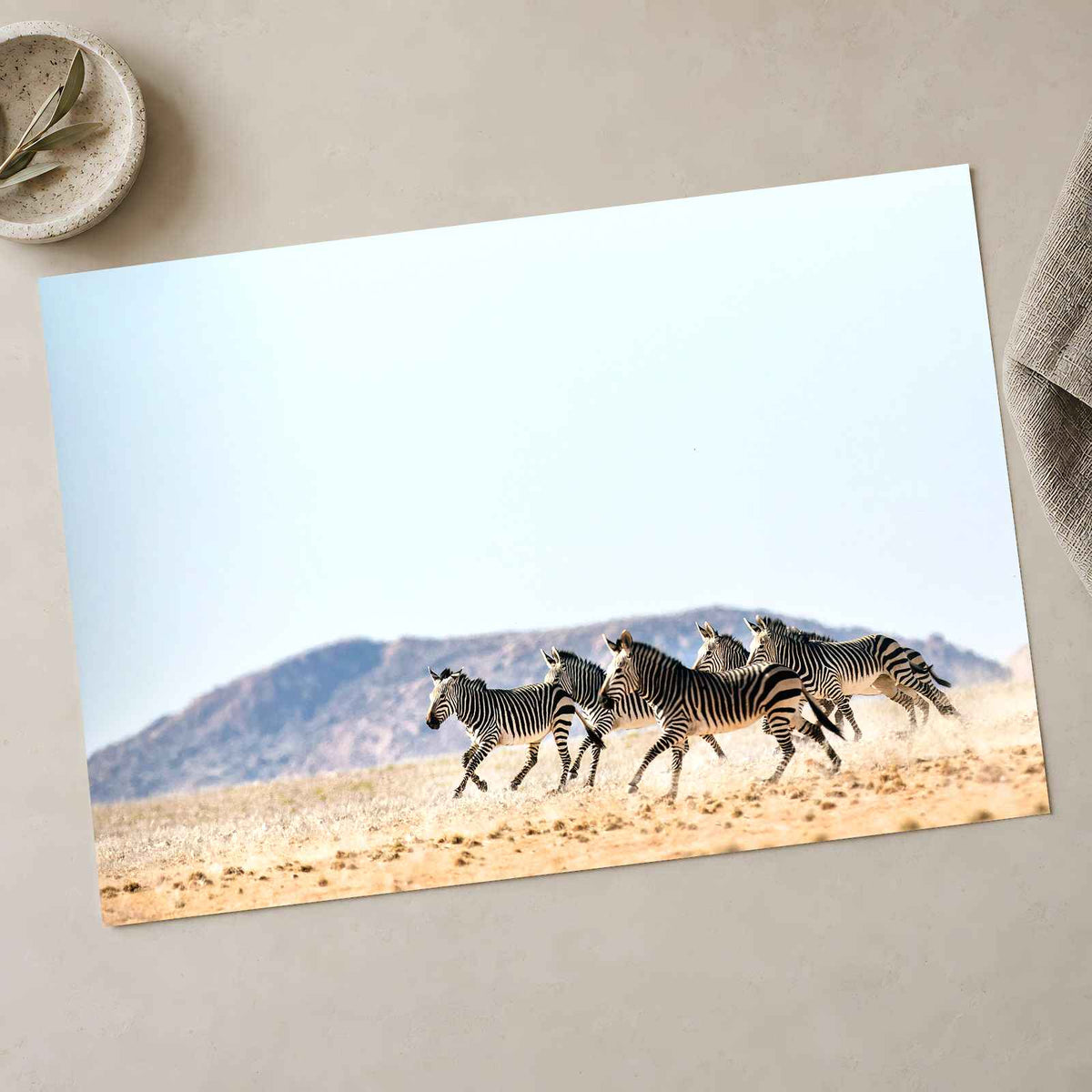 Haartmans Mountain Zebra, Africa Photo Print Wall Decor