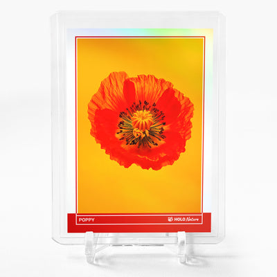 POPPY Card 2024 GleeBeeCo Holo Nature Flower #PPFL