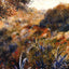Algerian Landscape (the Ravine of the Wild Women) art print by Pierre-Auguste Renoir (1881)